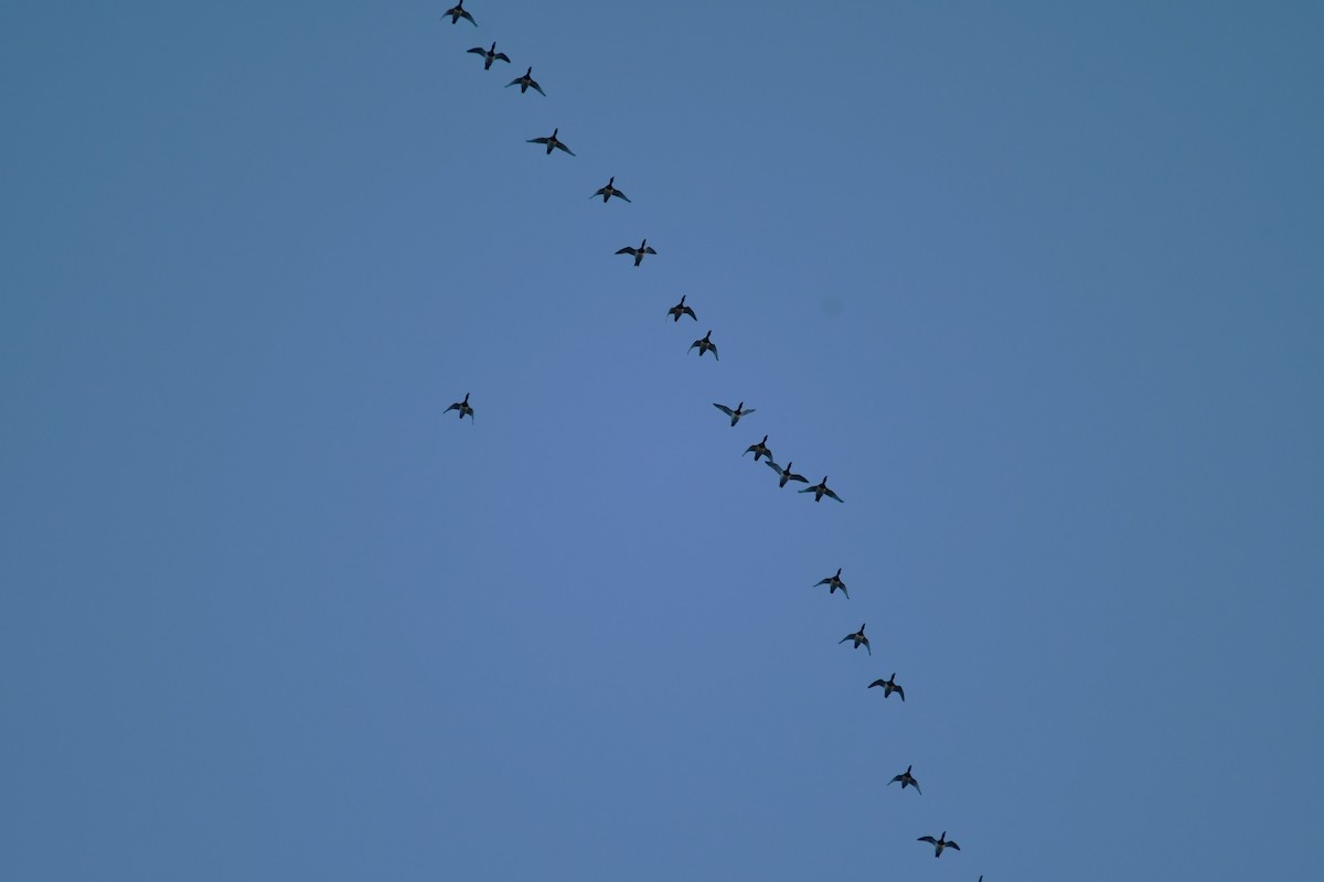 Lesser Scaup - ML647075527