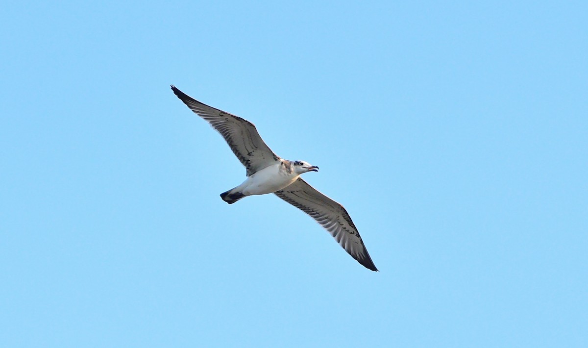 Pallas's Gull - ML647075529