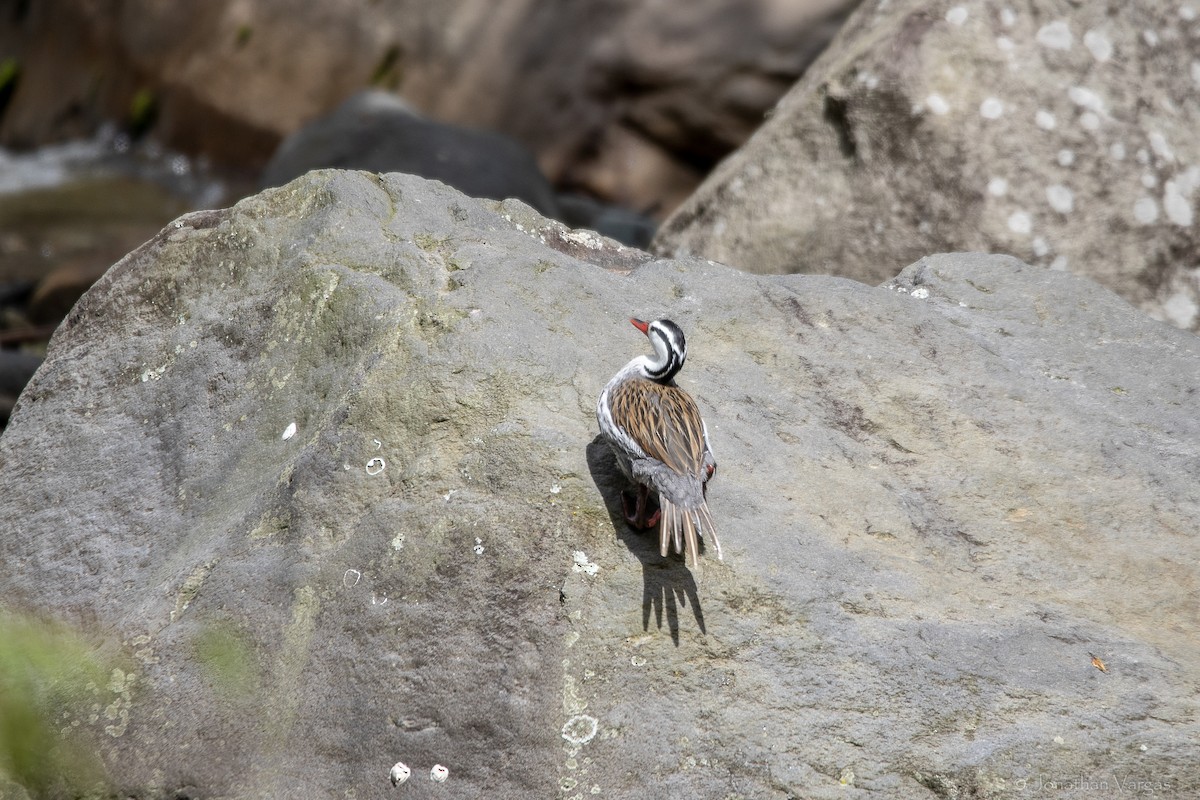 Torrent Duck - ML647075530