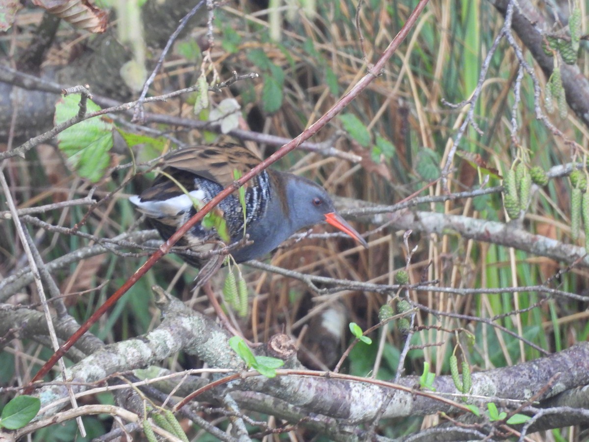 Water Rail - ML647075531