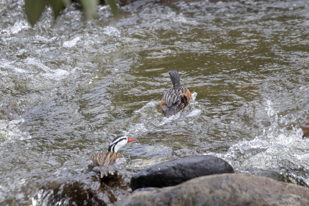 Torrent Duck - ML647075532