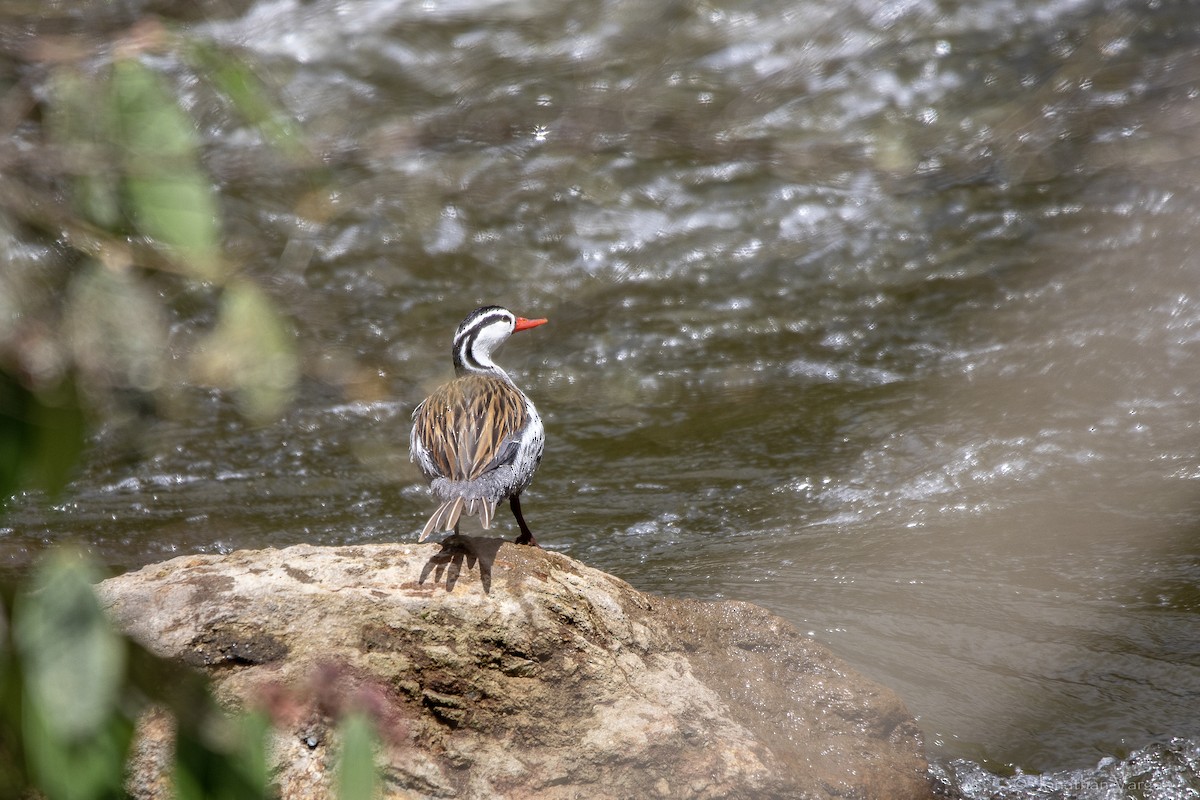 Torrent Duck - ML647075533