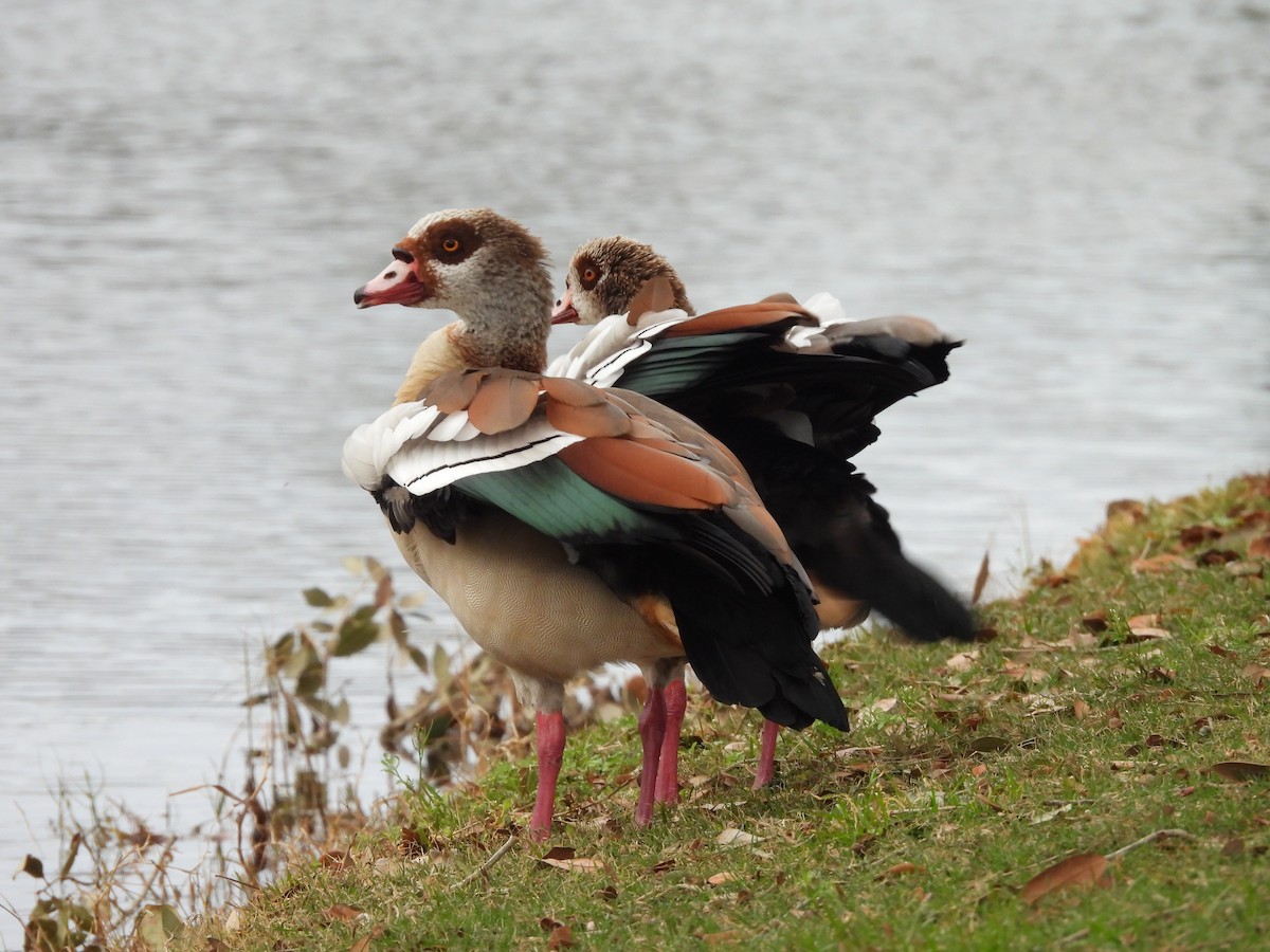 Egyptian Goose - ML647075536