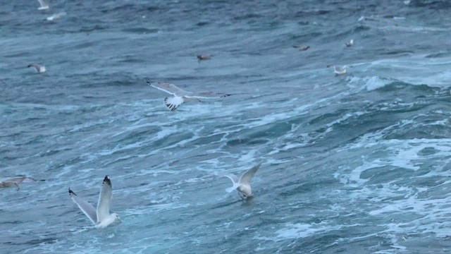 Iceland Gull (kumlieni) - ML647075537