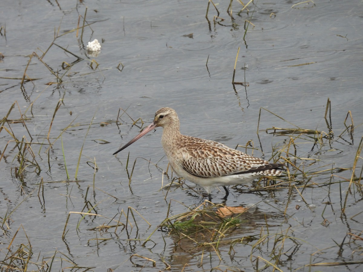 Bar-tailed Godwit - ML647075539