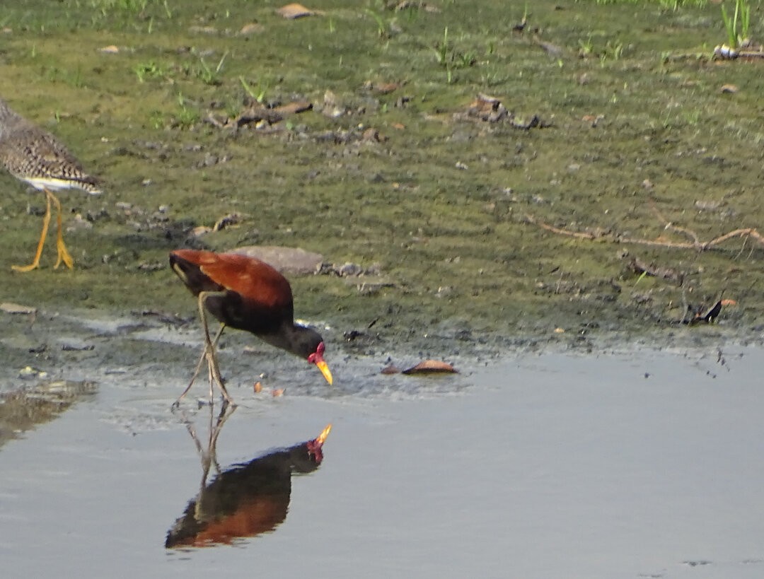 Wattled Jacana - ML647075540