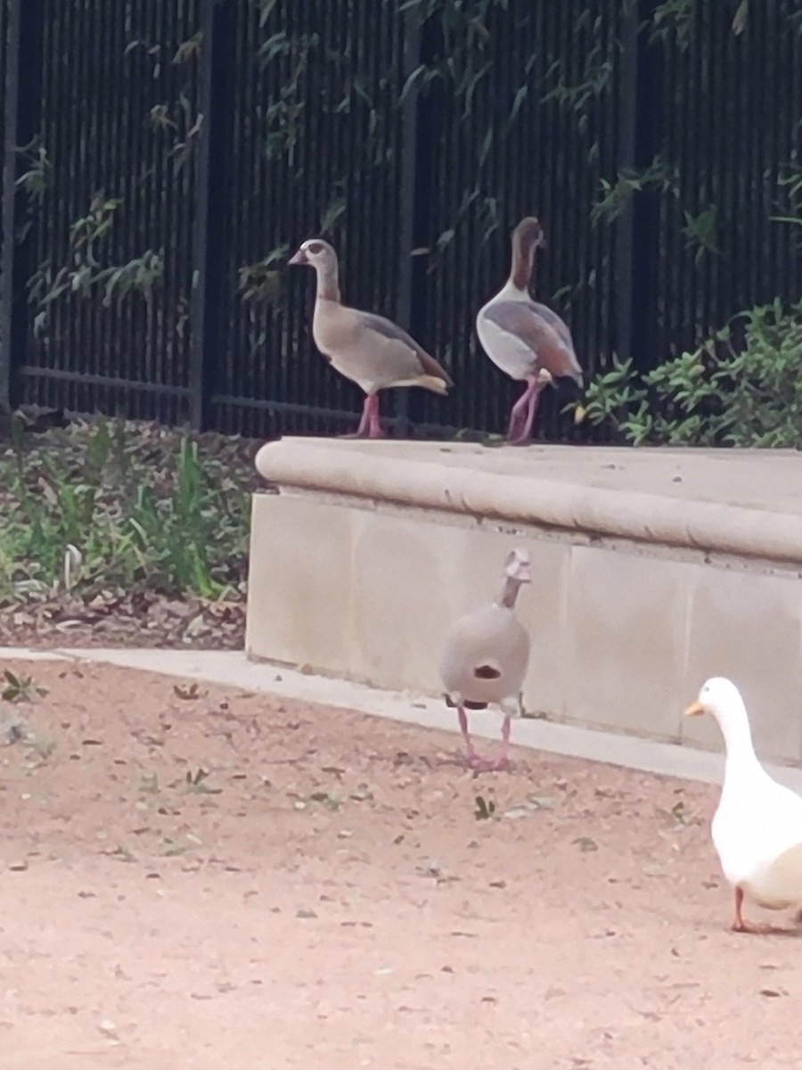 Egyptian Goose - ML647075546