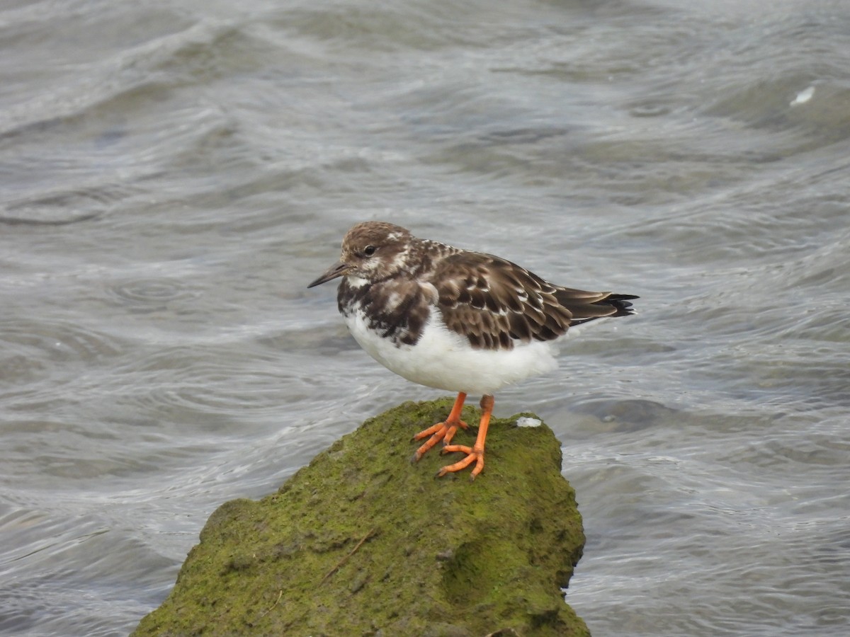 Ruddy Turnstone - ML647075547