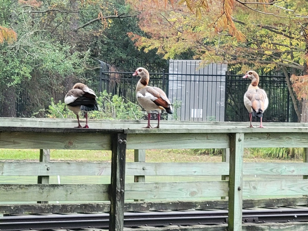 Egyptian Goose - ML647075548