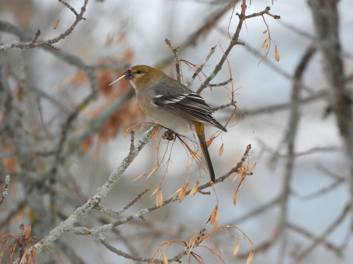Pine Grosbeak - ML647075549