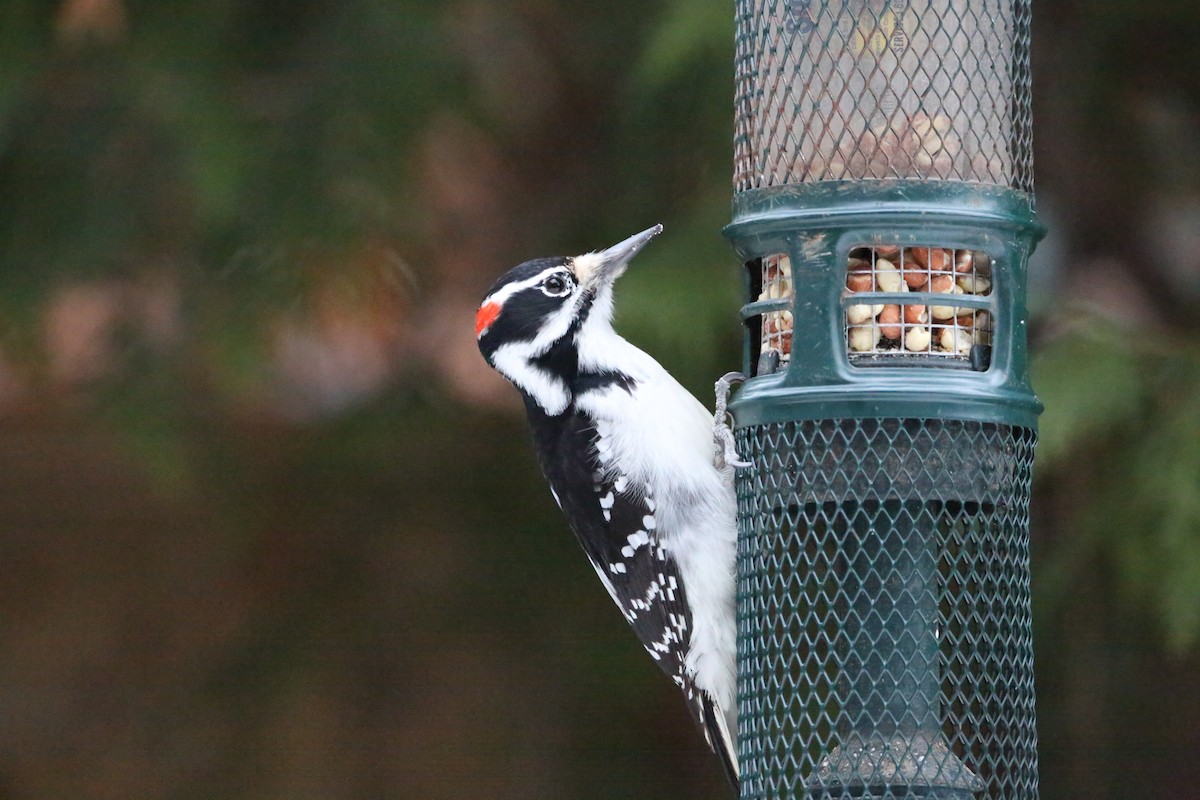 Hairy Woodpecker - ML647075552