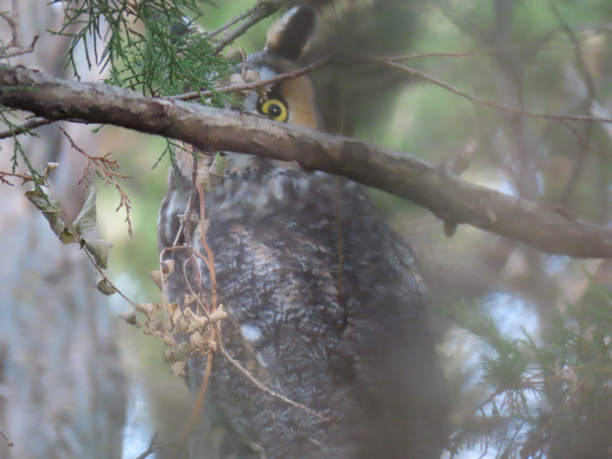 Great Horned Owl - ML647075555
