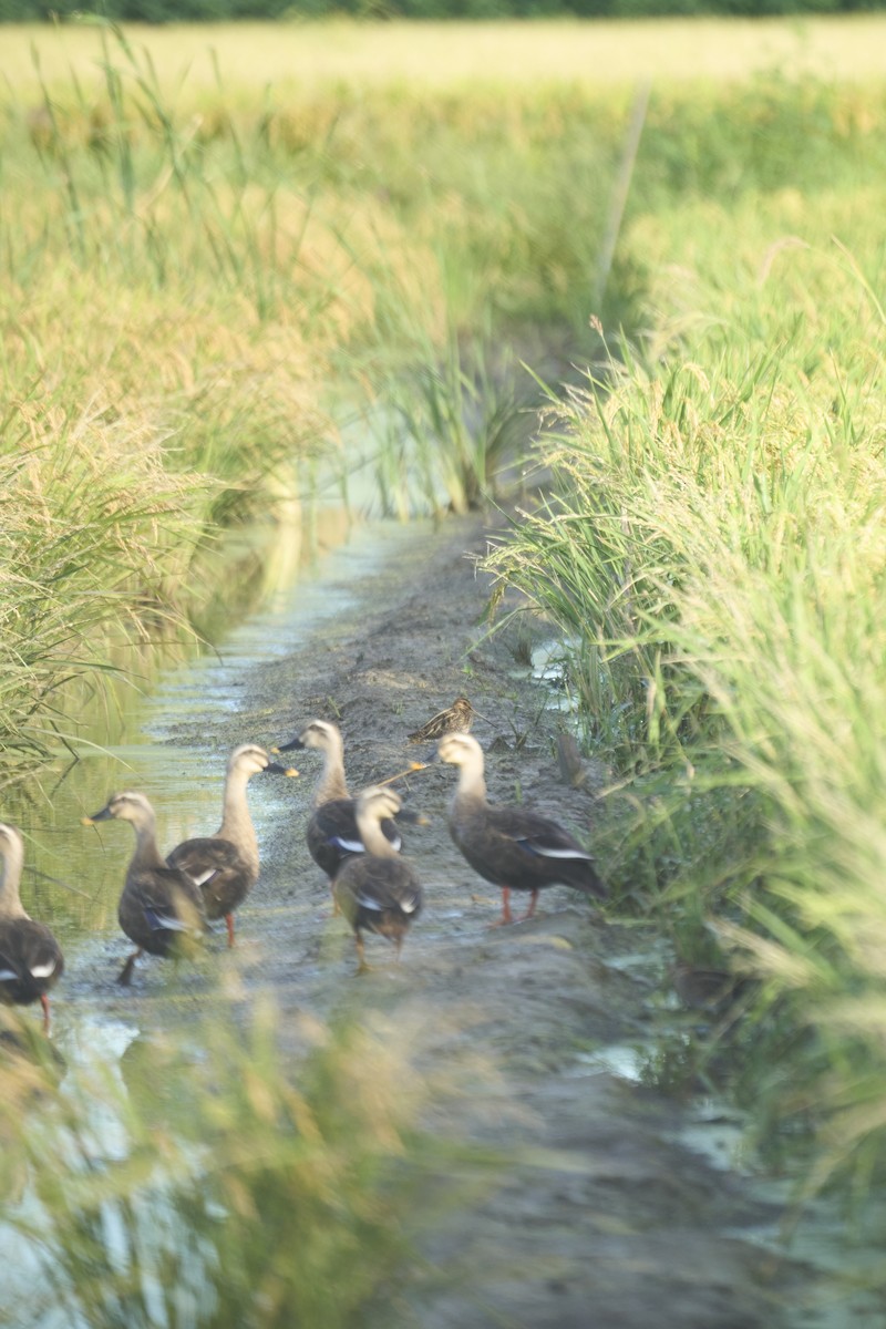 カルガモ - ML647075556