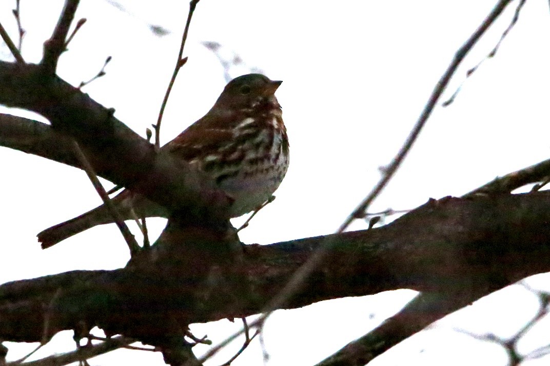 Chingolo Zorruno - ML647075558