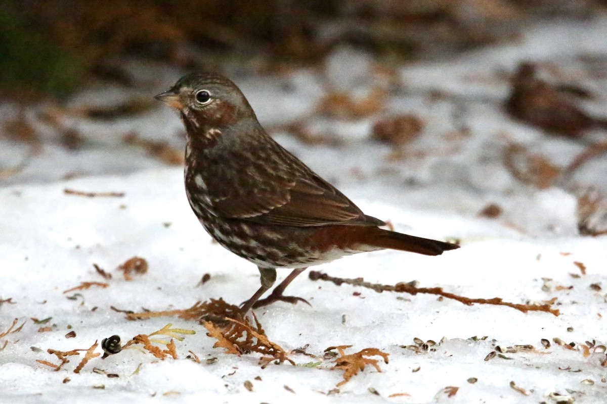 Chingolo Zorruno - ML647075559