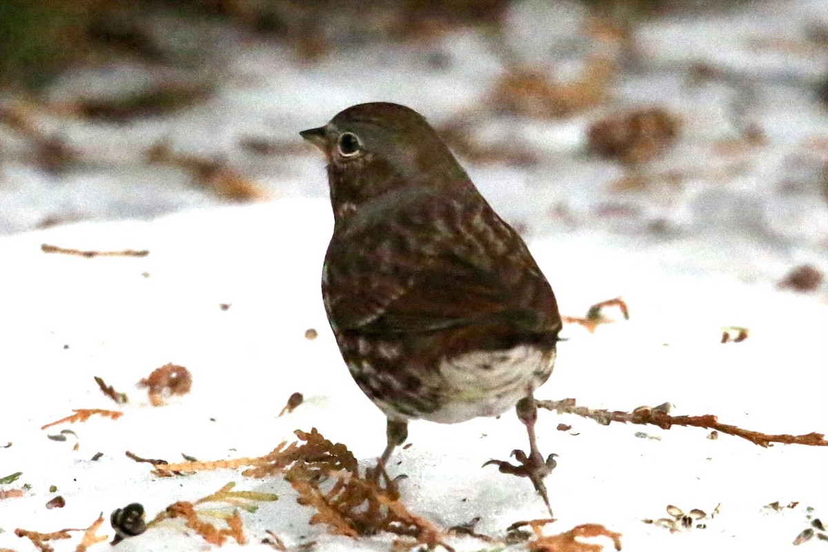 Chingolo Zorruno - ML647075560