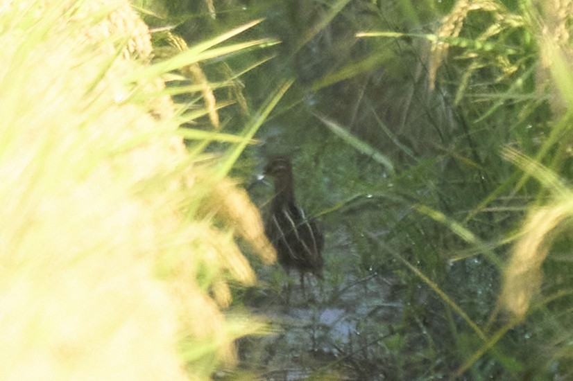 חרטומית ביצות - ML647075564