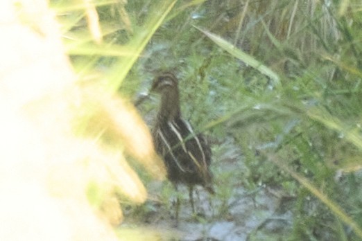 חרטומית ביצות - ML647075565