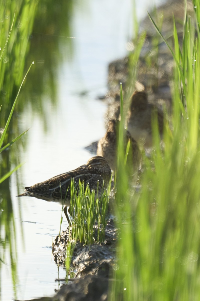 חרטומית ביצות - ML647075567