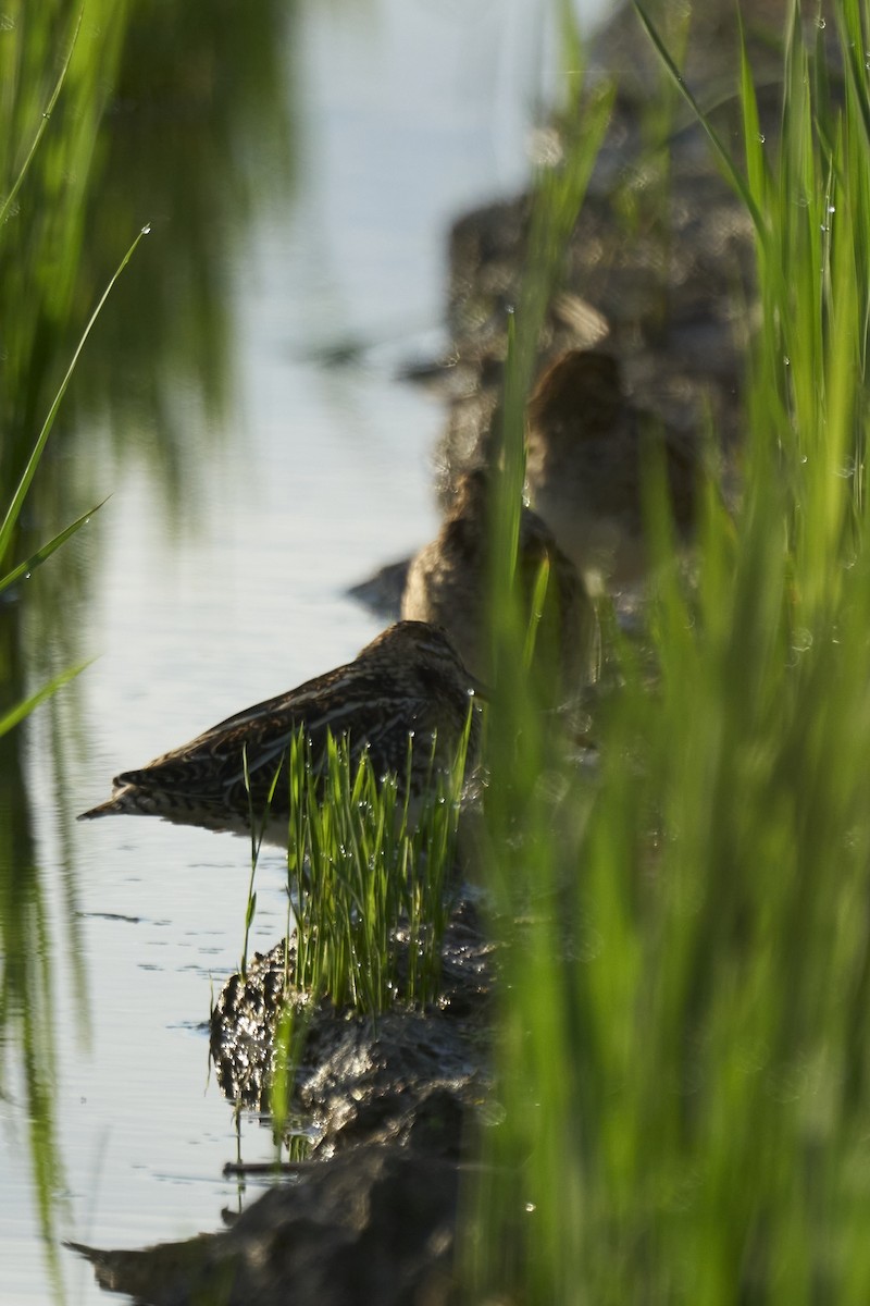 Бекас - ML647075568