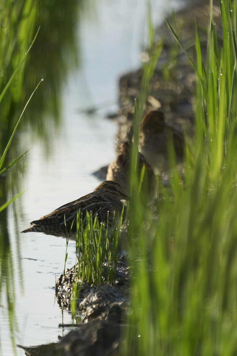 Бекас - ML647075569