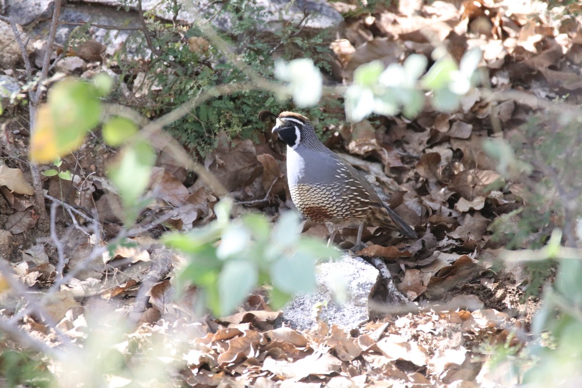 California Quail - ML647075573
