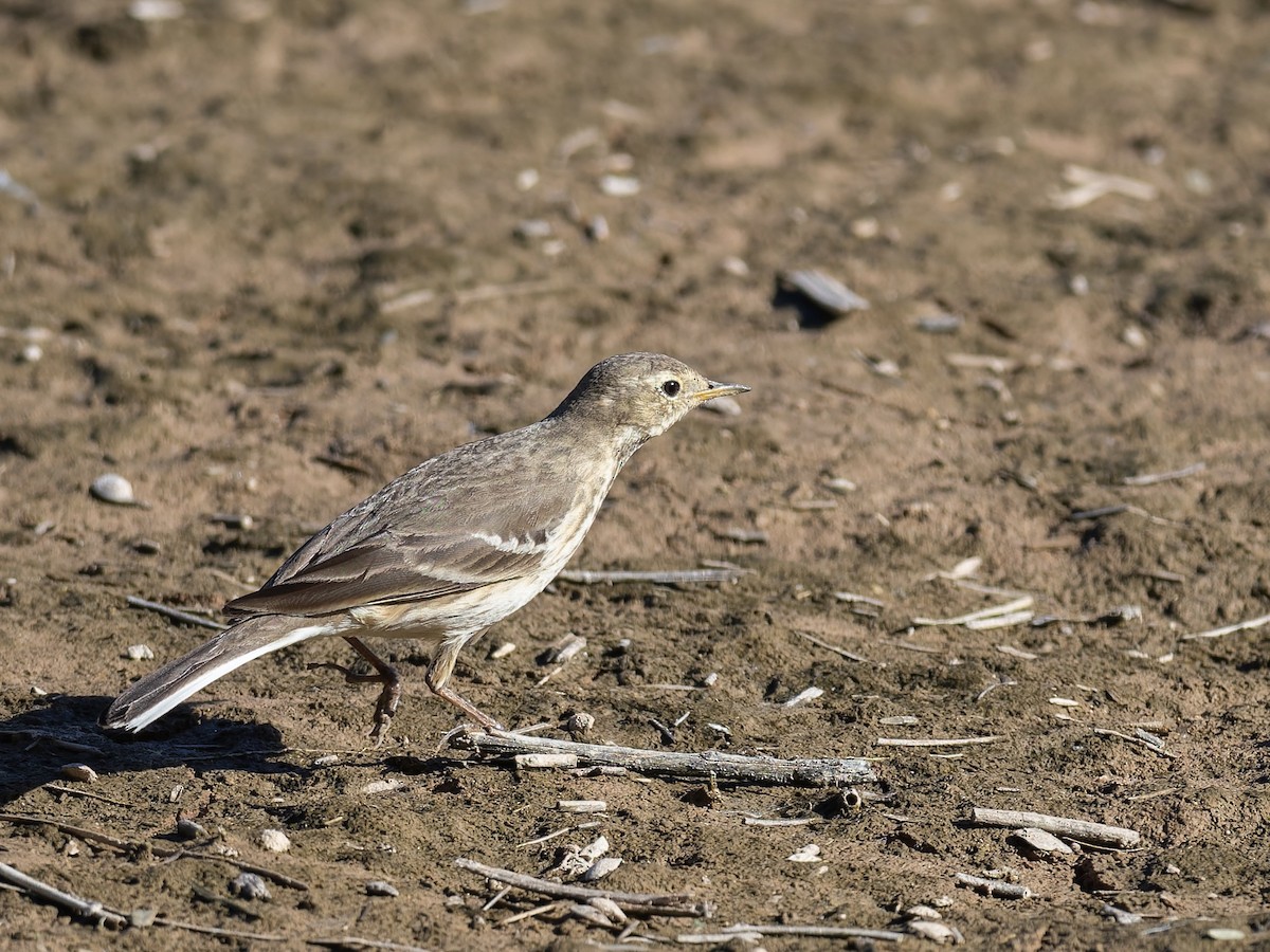 American Pipit - ML647075575