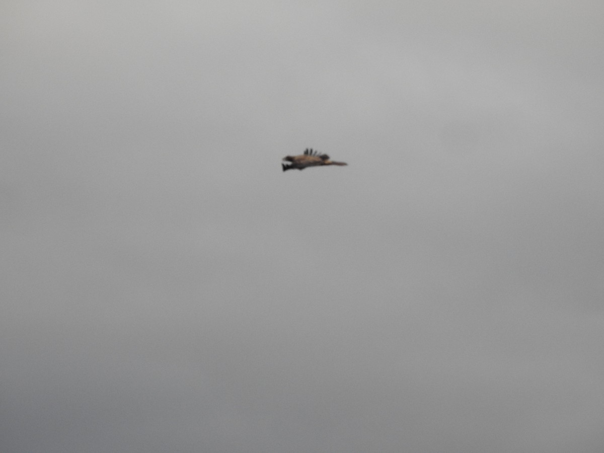 Испанский могильник - ML647075576