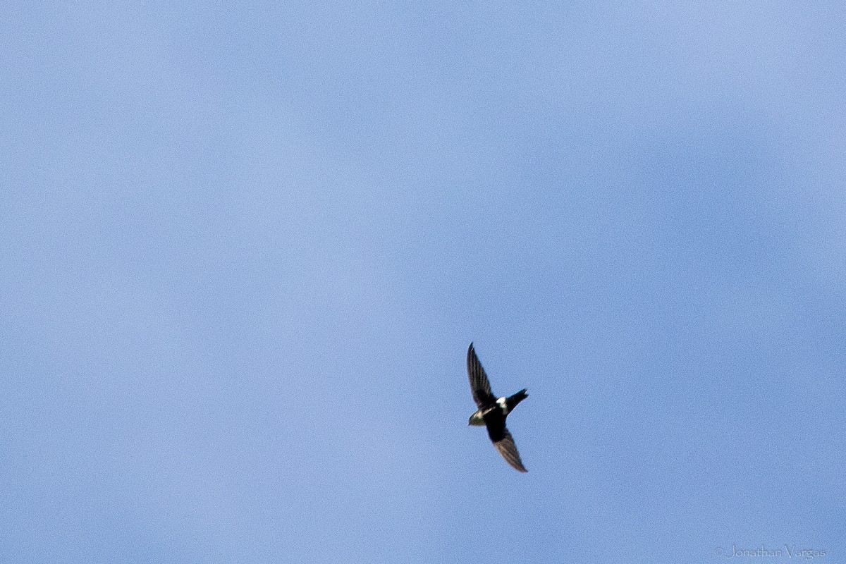 Горный стриж - ML647075579