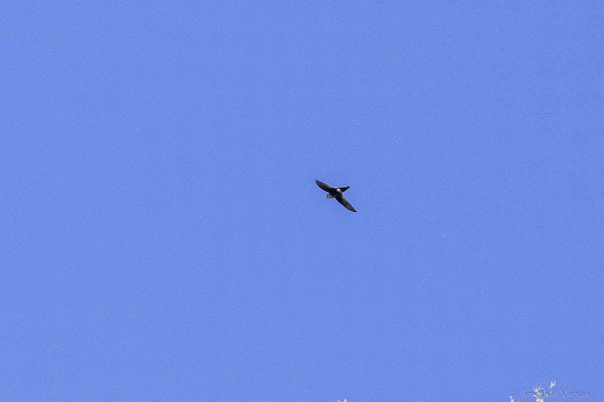 Горный стриж - ML647075580