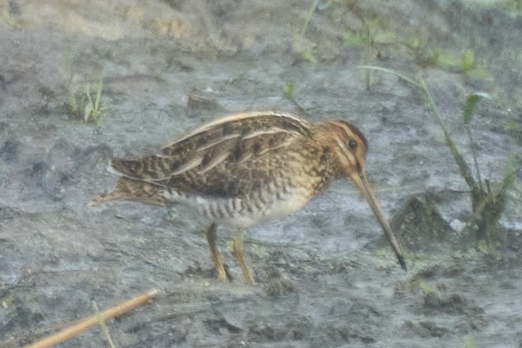 Бекас - ML647075581