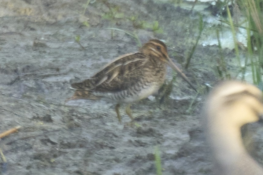 חרטומית ביצות - ML647075582
