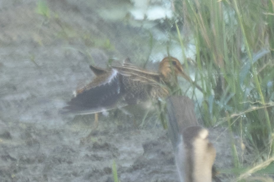 Бекас - ML647075583