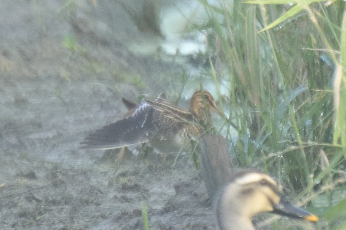 חרטומית ביצות - ML647075584