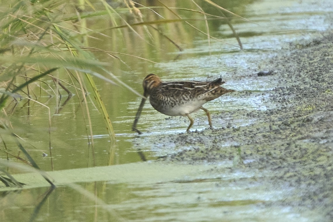 Бекас - ML647075585