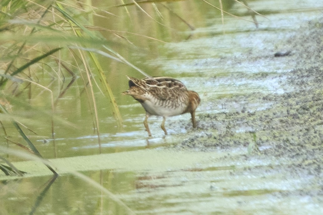 Бекас - ML647075586