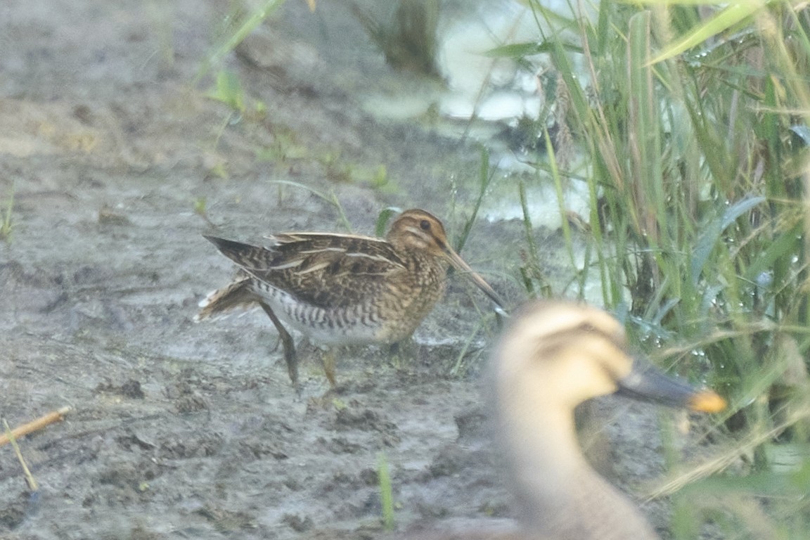 Бекас - ML647075588