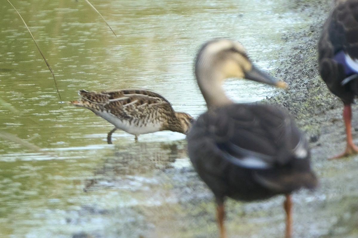 Бекас - ML647075589