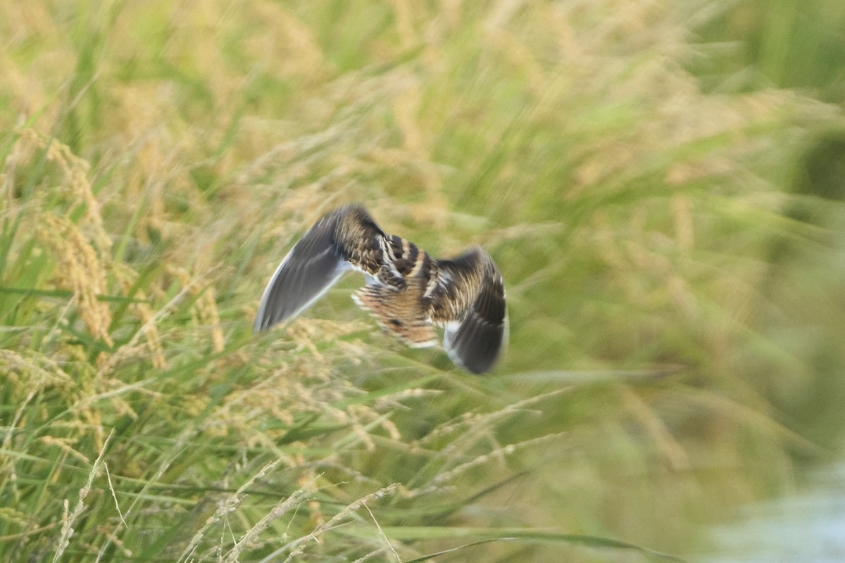 Бекас - ML647075590