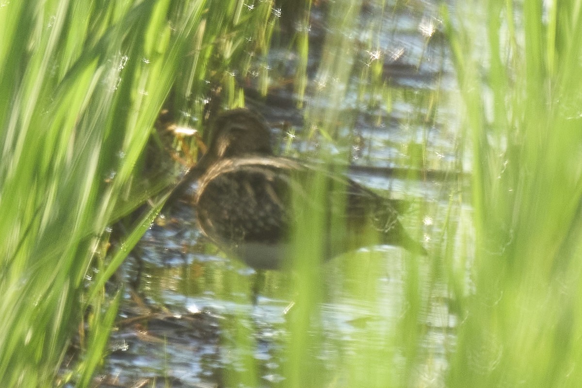 Бекас - ML647075592