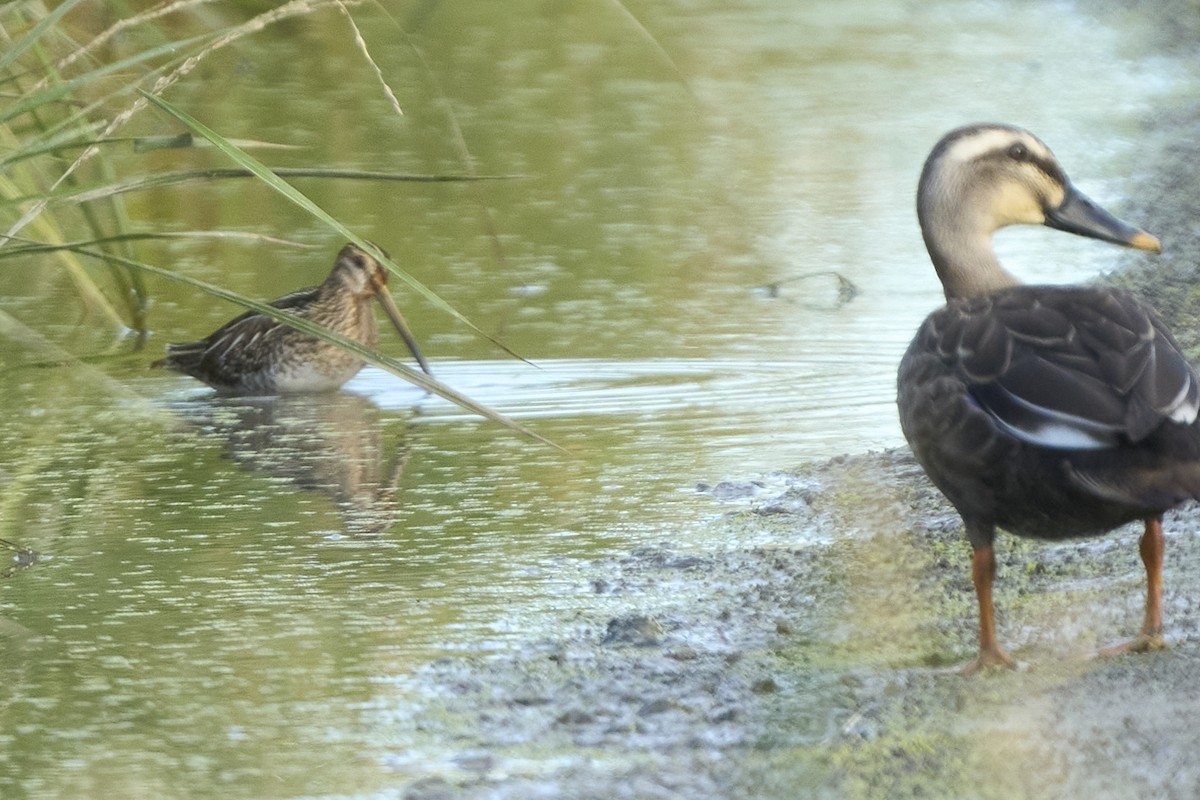 Бекас - ML647075593