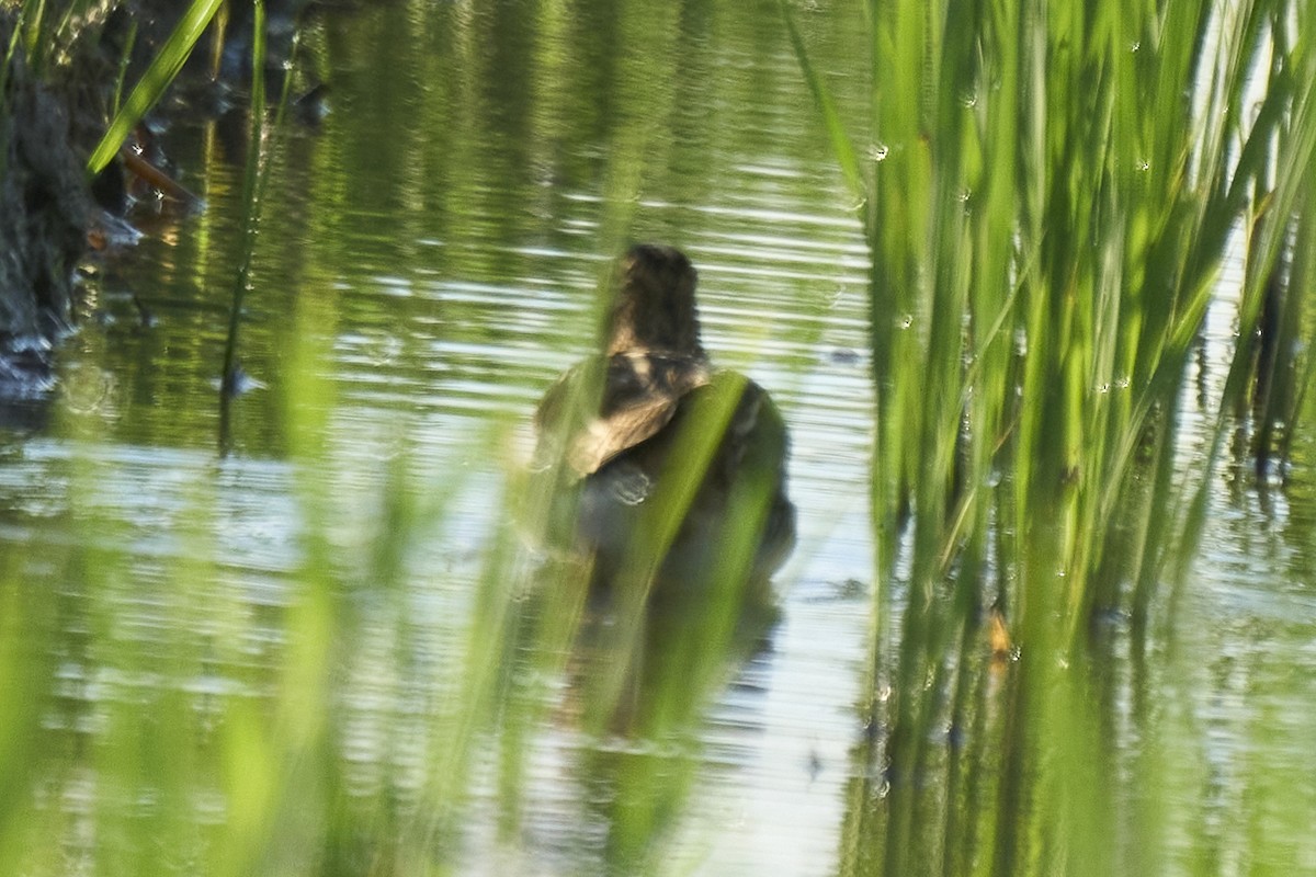 חרטומית ביצות - ML647075595