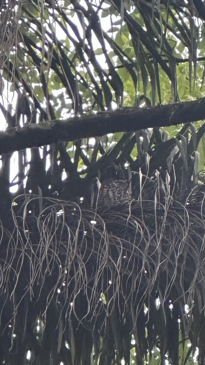 Черноватая сова - ML647075607