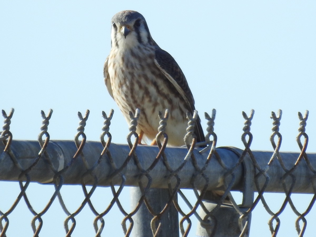 Воробьиная пустельга - ML647075609