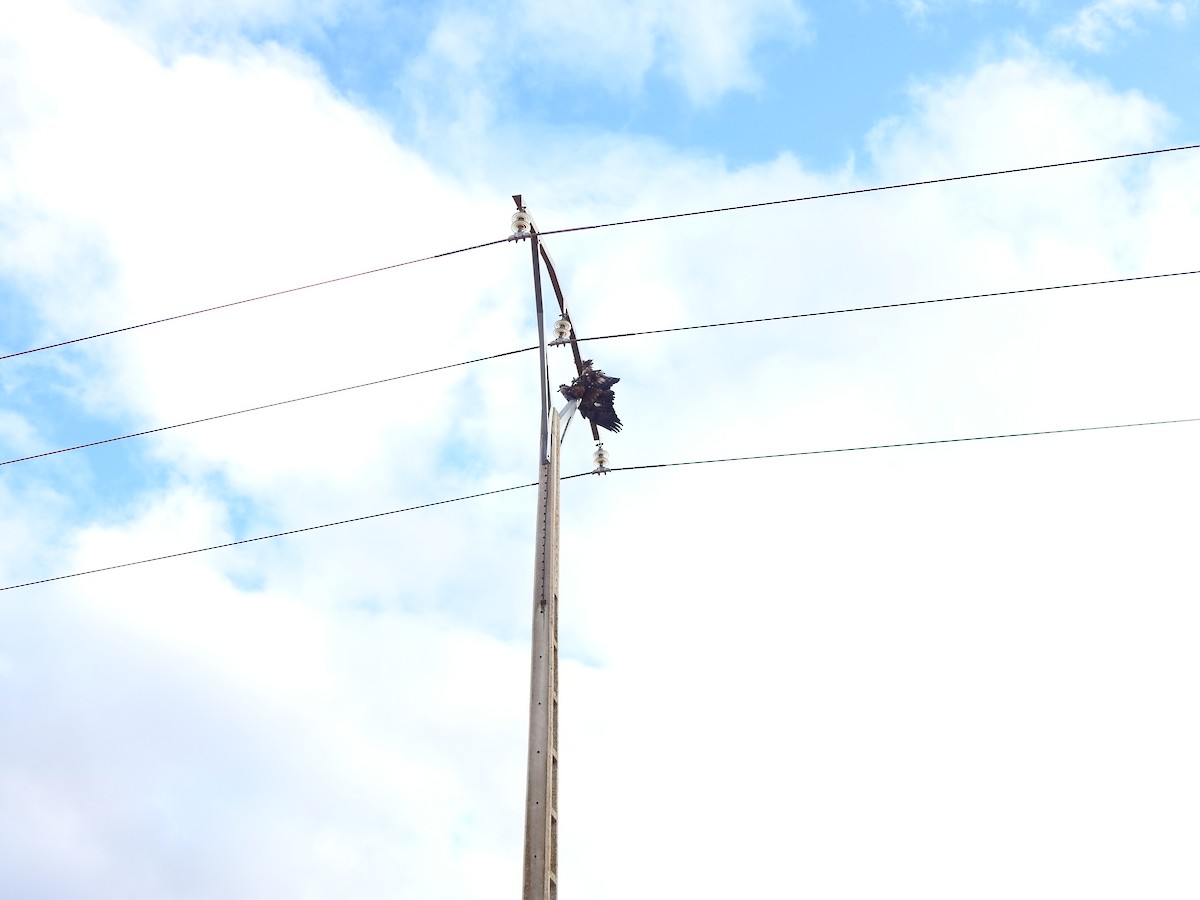 Беркут - ML647075610