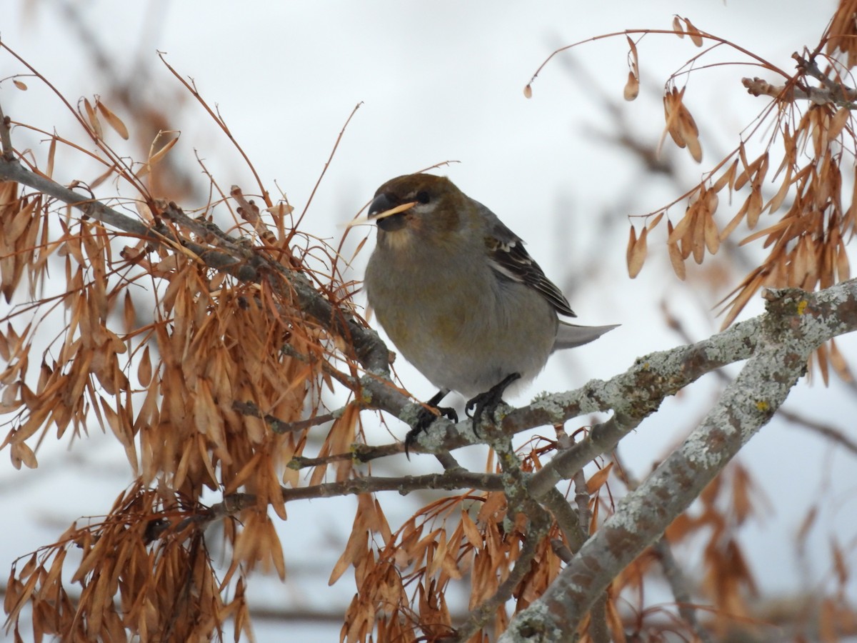 Щур - ML647075611