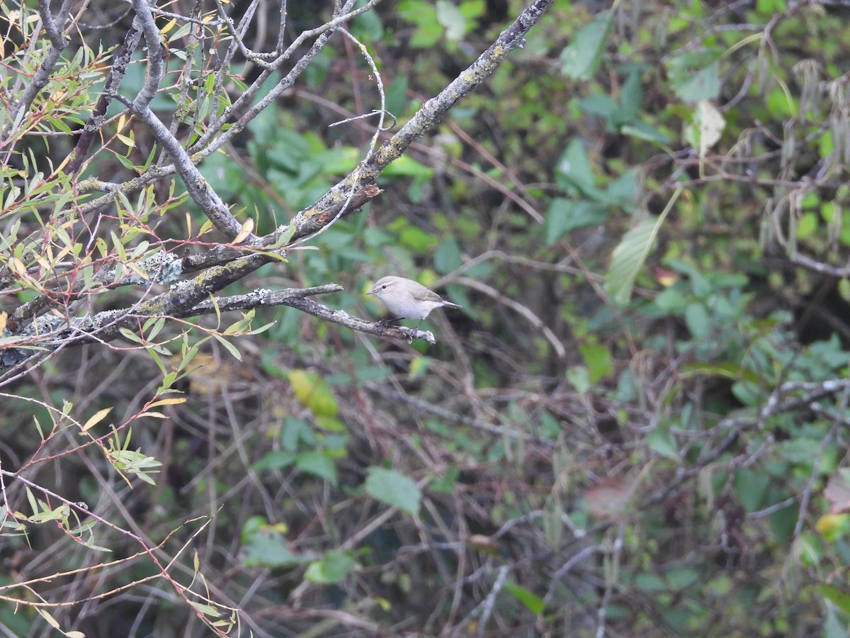 Пеночка-теньковка (tristis) - ML647075612