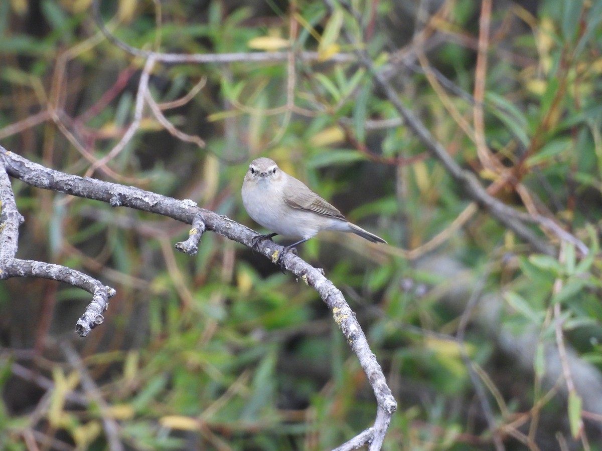 Пеночка-теньковка (tristis) - ML647075613
