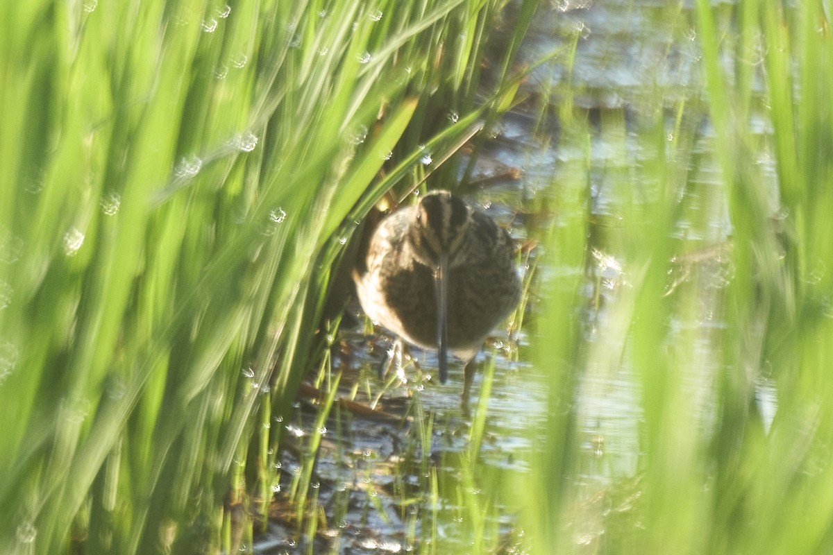 Gallinago sp. - ML647075615