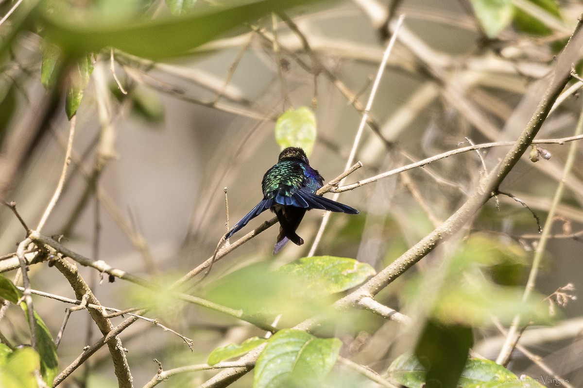 Фиолетовобрюхий колибри - ML647075619